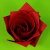 Origami Ein-Minuten-Rose aus Washi