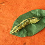 Origami Raupe auf einem Blatt